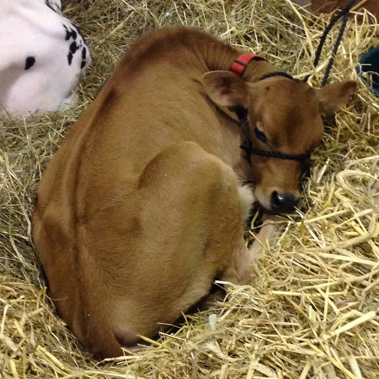This baby cow was Miss. Popular, as everyone clamored to get a picture of her.
