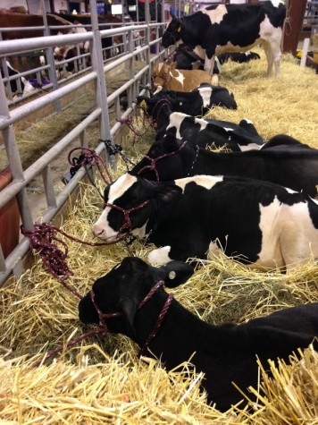 Spot the difference! One of these cows seems to be out of place…